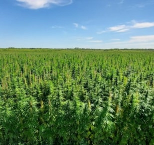 Hemp crop under blue sky